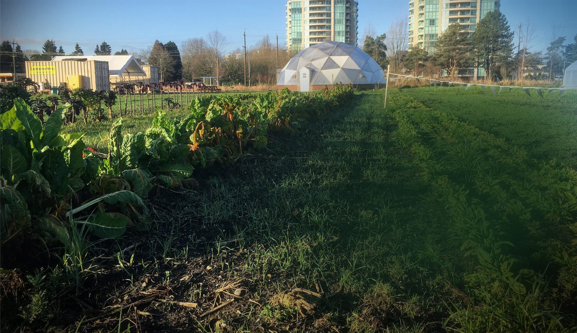 Photo of a farmland in the city